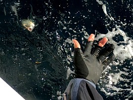治久丸船長と初島沖は裏切らない！ カイワリ19匹と大満足