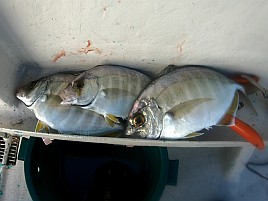 治久丸船長と初島沖は裏切らない！ カイワリ19匹と大満足