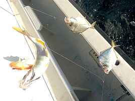 3週間ぶりの釣りとなると…シロアマダイ→カイワリ行くぞ