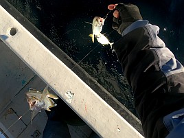 治久丸船長と初島沖は裏切らない！ カイワリ19匹と大満足