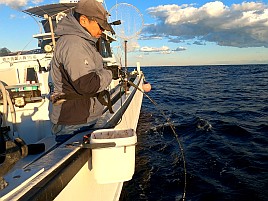 治久丸船長と初島沖は裏切らない！ カイワリ19匹と大満足