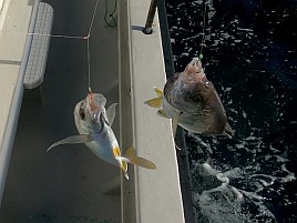 治久丸船長と初島沖は裏切らない！ カイワリ19匹と大満足