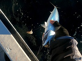 治久丸船長と初島沖は裏切らない！ カイワリ19匹と大満足