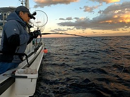 治久丸船長と初島沖は裏切らない！ カイワリ19匹と大満足