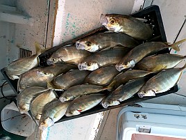 治久丸船長と初島沖は裏切らない！ カイワリ19匹と大満足