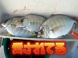 【動画】魚への愛は一方通行で愛されることはあまりないの