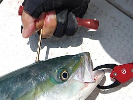 ふるさと納税は脳締めピックと仕舞寸22センチのべ竿かな
