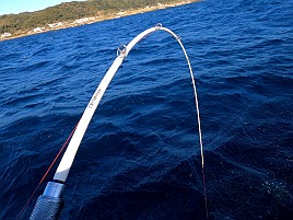 人生初の良型シマアジの魚信→ひゃほ～い→ハリス切れ瞬殺