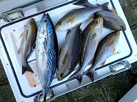 人生初の良型シマアジの魚信→ひゃほ～い→ハリス切れ瞬殺