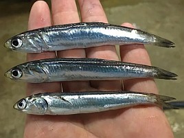 根魚用に冷凍カタクチイワシをストックしときたいんだけど