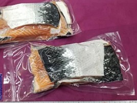 ふるさと納税で身が少しついている釣りエサ用「鮭の皮」!!