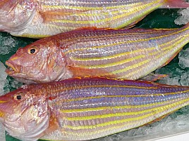 イトヨリダイとアオハタが釣れないんだけどどうしてなの？