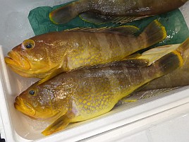 イトヨリダイとアオハタが釣れないんだけどどうしてなの？