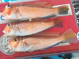 お雑煮用のアマダイ調達し釣り納めミッションコンプリート