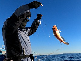 お雑煮用のアマダイ調達し釣り納めミッションコンプリート