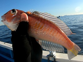 お雑煮用のアマダイ調達し釣り納めミッションコンプリート