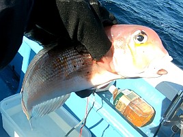 お雑煮用のアマダイ調達し釣り納めミッションコンプリート