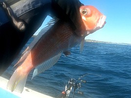 お雑煮用のアマダイ調達し釣り納めミッションコンプリート