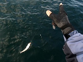 アジは吉、シロギス末吉、機械は大凶…そんな初釣りだった