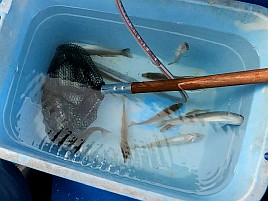 アジは吉、シロギス末吉、機械は大凶…そんな初釣りだった