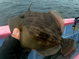 なにも起きずなんともならず白間津シマアジ夢の続きは来季
