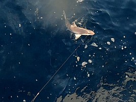 シャクリ疲れてハイになったらいきなり始まりカイワリ19匹