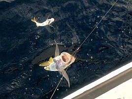 シャクリ疲れてハイになったらいきなり始まりカイワリ19匹