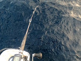 シャクリ疲れてハイになったらいきなり始まりカイワリ19匹