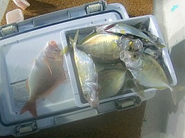 シャクリ疲れてハイになったらいきなり始まりカイワリ19匹
