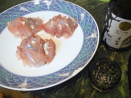 シャクリ疲れてハイになったらいきなり始まりカイワリ19匹