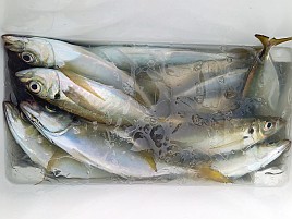 海も風もアジもカメラまで気難しいかったけどなんとか21匹