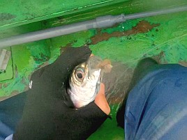 海も風もアジもカメラまで気難しいかったけどなんとか21匹