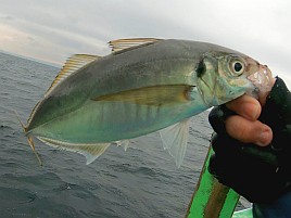 海も風もアジもカメラまで気難しいかったけどなんとか21匹
