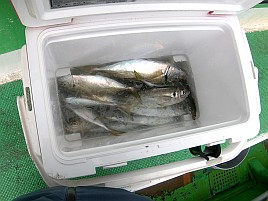 海も風もアジもカメラまで気難しいかったけどなんとか21匹