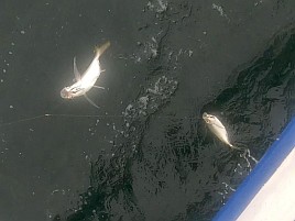 海も風もアジもカメラまで気難しいかったけどなんとか21匹