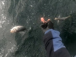 海も風もアジもカメラまで気難しいかったけどなんとか21匹