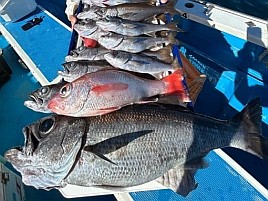 むっちりデカムツじゃないからと回避したら70cm・4.5kg!?