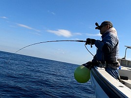 伊豆のアマダイに猛烈に嫌われてカイワリ14匹に慰められる