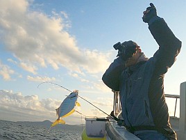 伊豆のアマダイに猛烈に嫌われてカイワリ14匹に慰められる