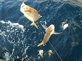 伊豆のアマダイに猛烈に嫌われてカイワリ14匹に慰められる