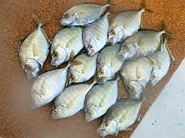 伊豆のアマダイに猛烈に嫌われてカイワリ14匹に慰められる