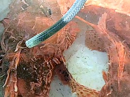 超久々のかみやオニカサゴは満足サイズが3匹も釣れたよ♪