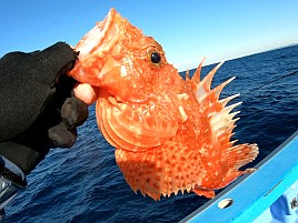 超久々のかみやオニカサゴは満足サイズが3匹も釣れたよ♪