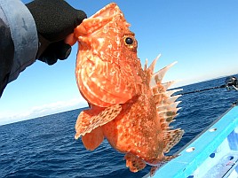超久々のかみやオニカサゴは満足サイズが3匹も釣れたよ♪
