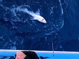 超久々のかみやオニカサゴは満足サイズが3匹も釣れたよ♪