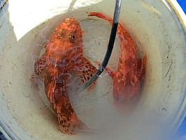 超久々のかみやオニカサゴは満足サイズが3匹も釣れたよ♪