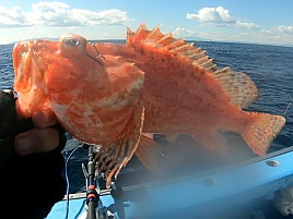 超久々のかみやオニカサゴは満足サイズが3匹も釣れたよ♪