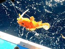 超久々のかみやオニカサゴは満足サイズが3匹も釣れたよ♪