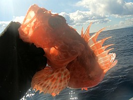 超久々のかみやオニカサゴは満足サイズが3匹も釣れたよ♪