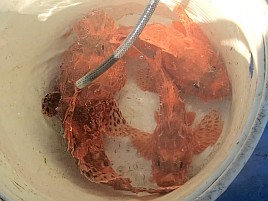 超久々のかみやオニカサゴは満足サイズが3匹も釣れたよ♪